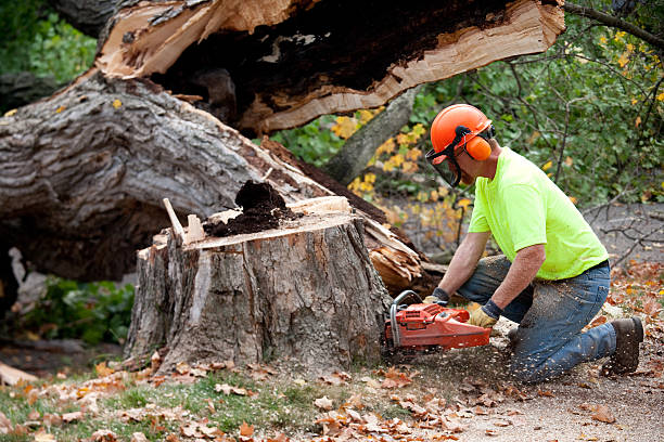 Trusted Cascade Valley, WA Tree Services Experts